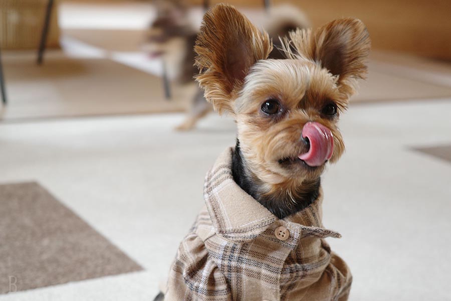 愛犬と一緒に夢のリゾートstay